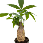 Money Tree 'Guiana Chestnut' Pachira Stump