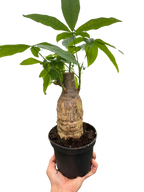 Money Tree 'Guiana Chestnut' Pachira Stump