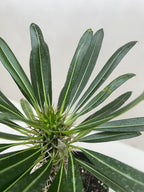 Pachypodium 'lamerei' (Madagascar Palm)