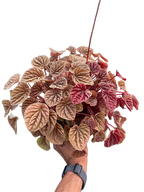 Peperomia 'Quito'