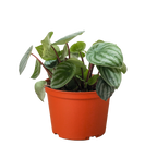Peperomia Watermelon