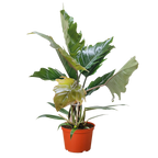 Philodendron Choco Empress