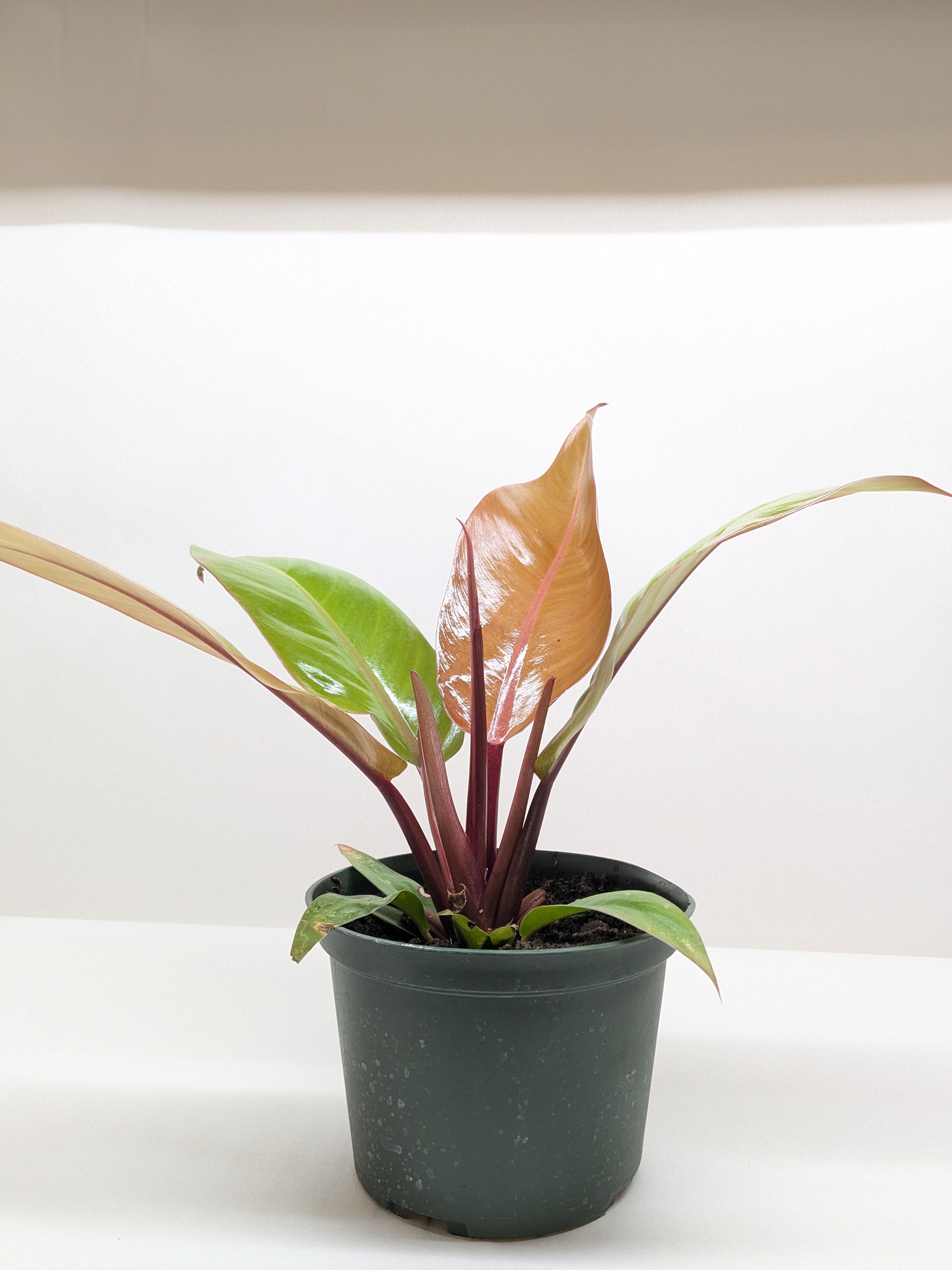 Philodendron 'Prince of Orange'