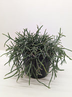 Succulent Cactus 'Mistletoe'