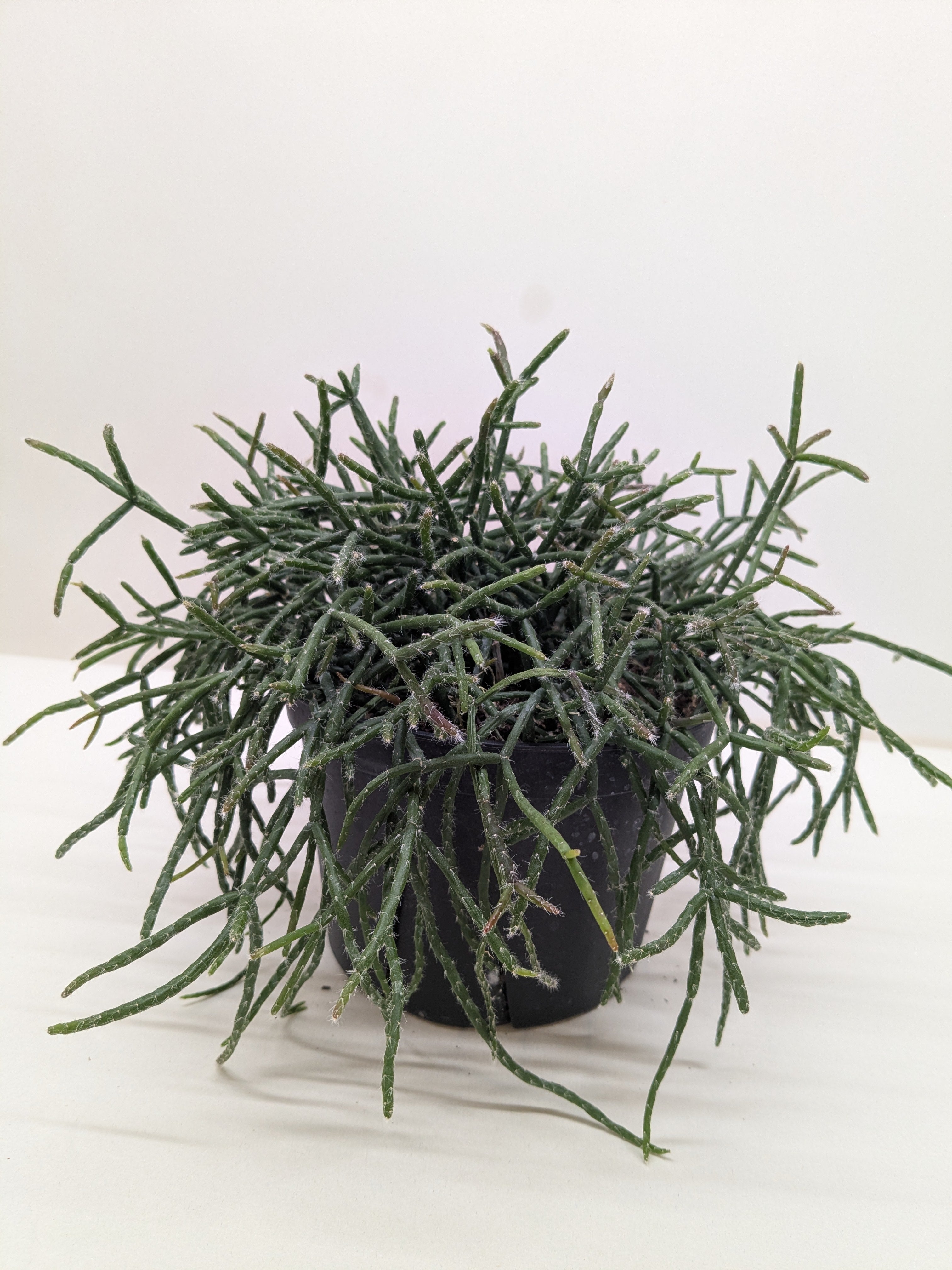 Succulent Cactus 'Mistletoe'