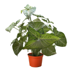 Syngonium 'Confetti'