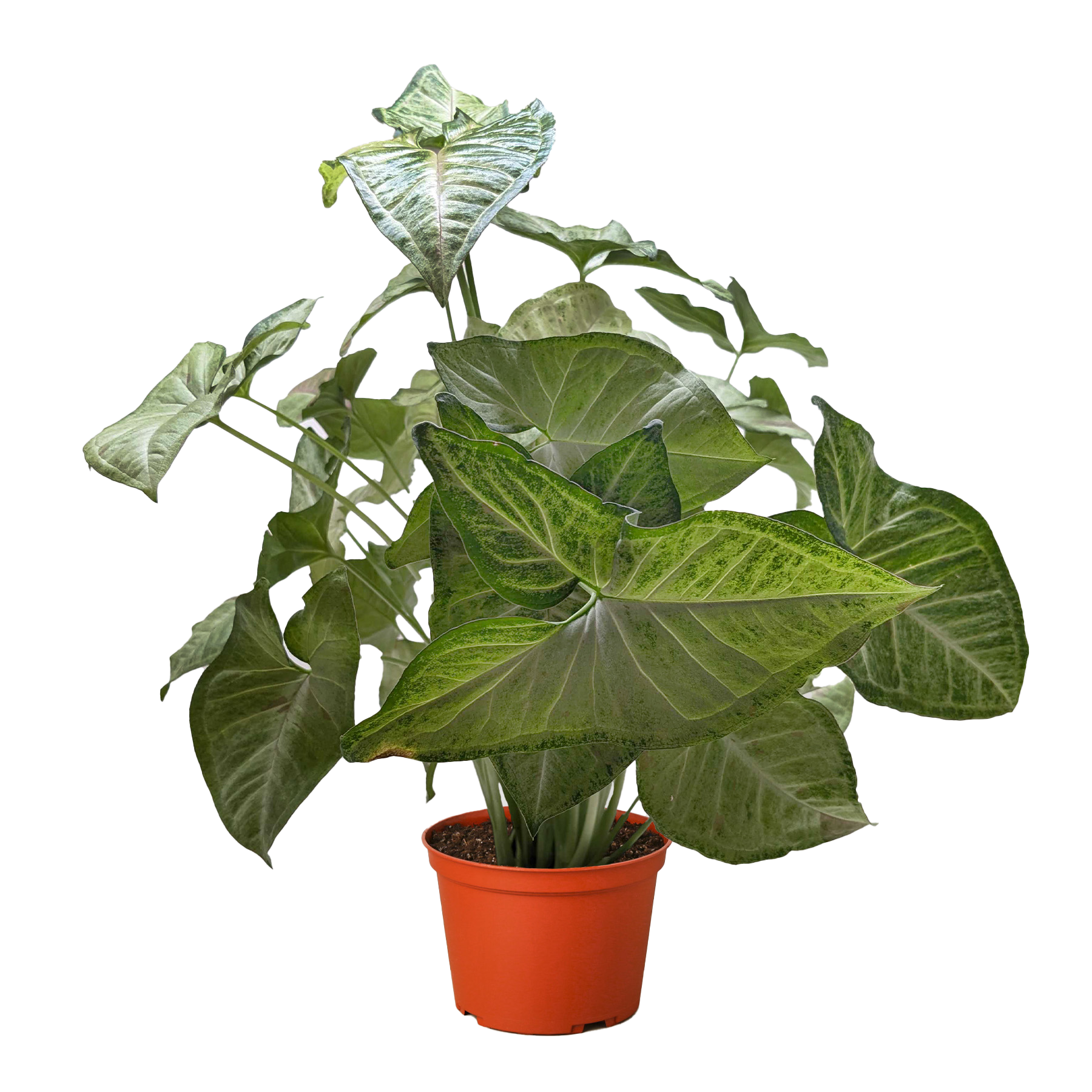 Syngonium 'Confetti'