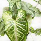 Syngonium 'Confetti'