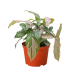 Syngonium 'Pink Splash' - 4" Pot