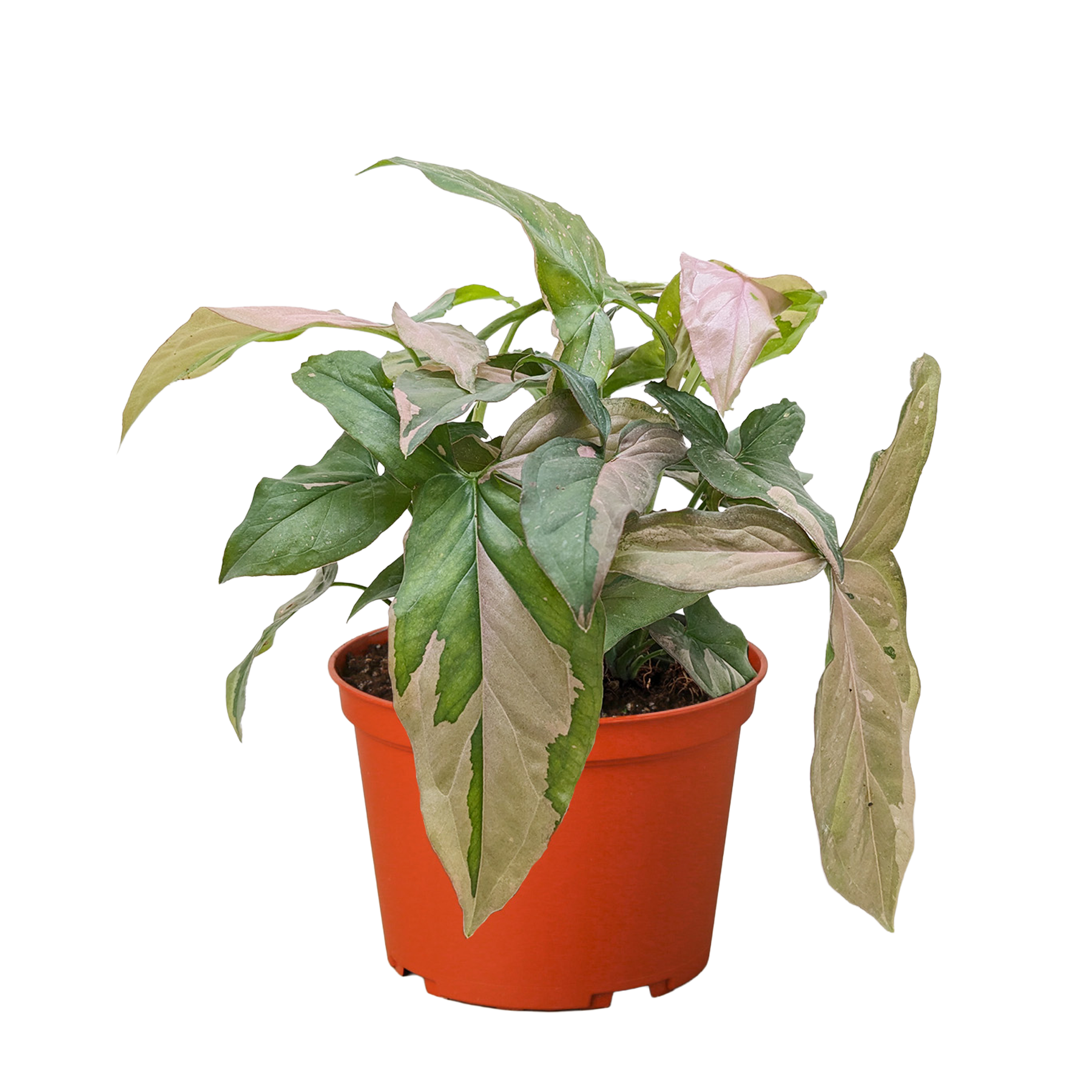 Syngonium 'Pink Splash' - 4" Pot
