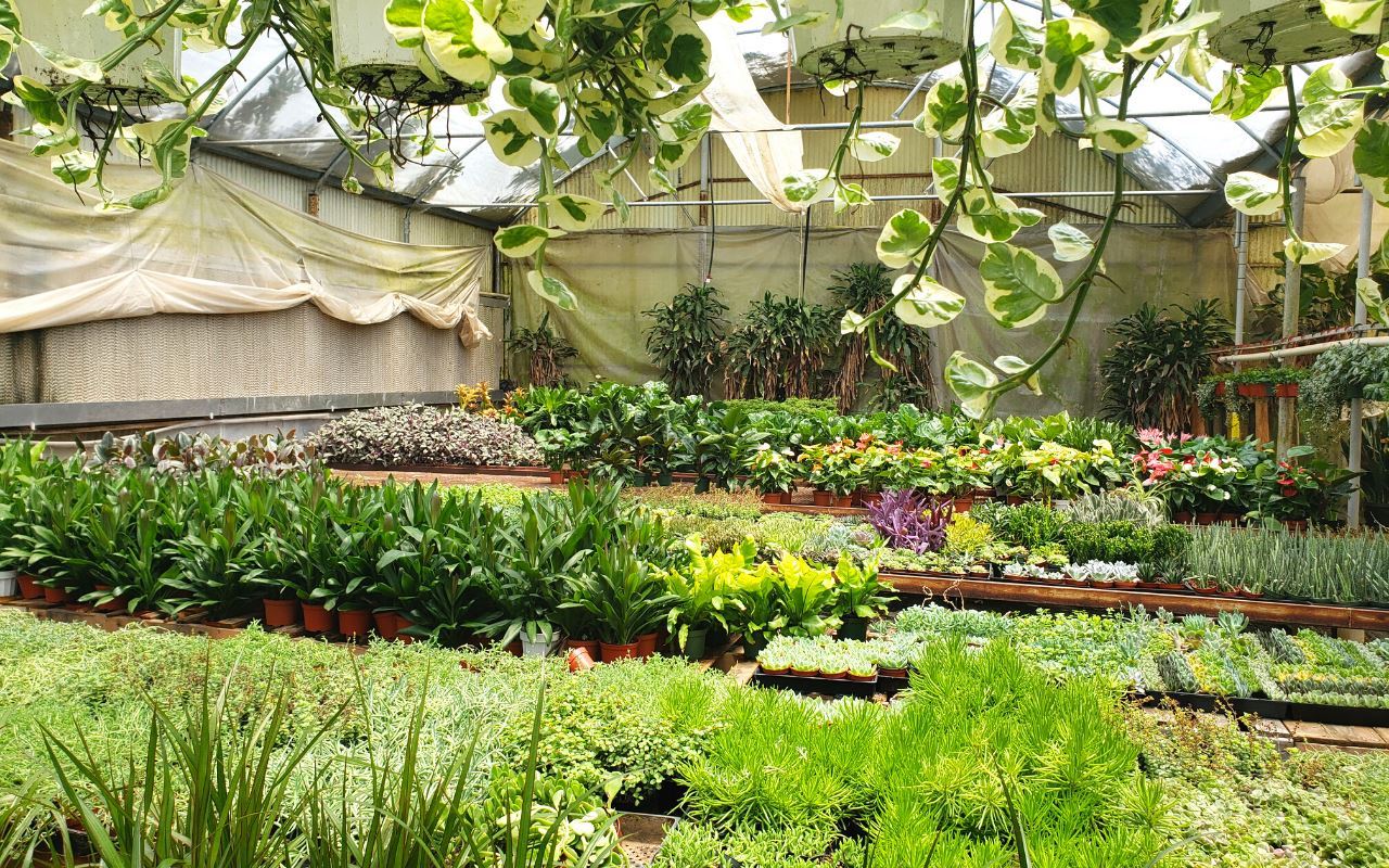 Mystery Plant Monthly Subscription