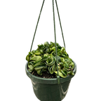 Hoya Rope Plant