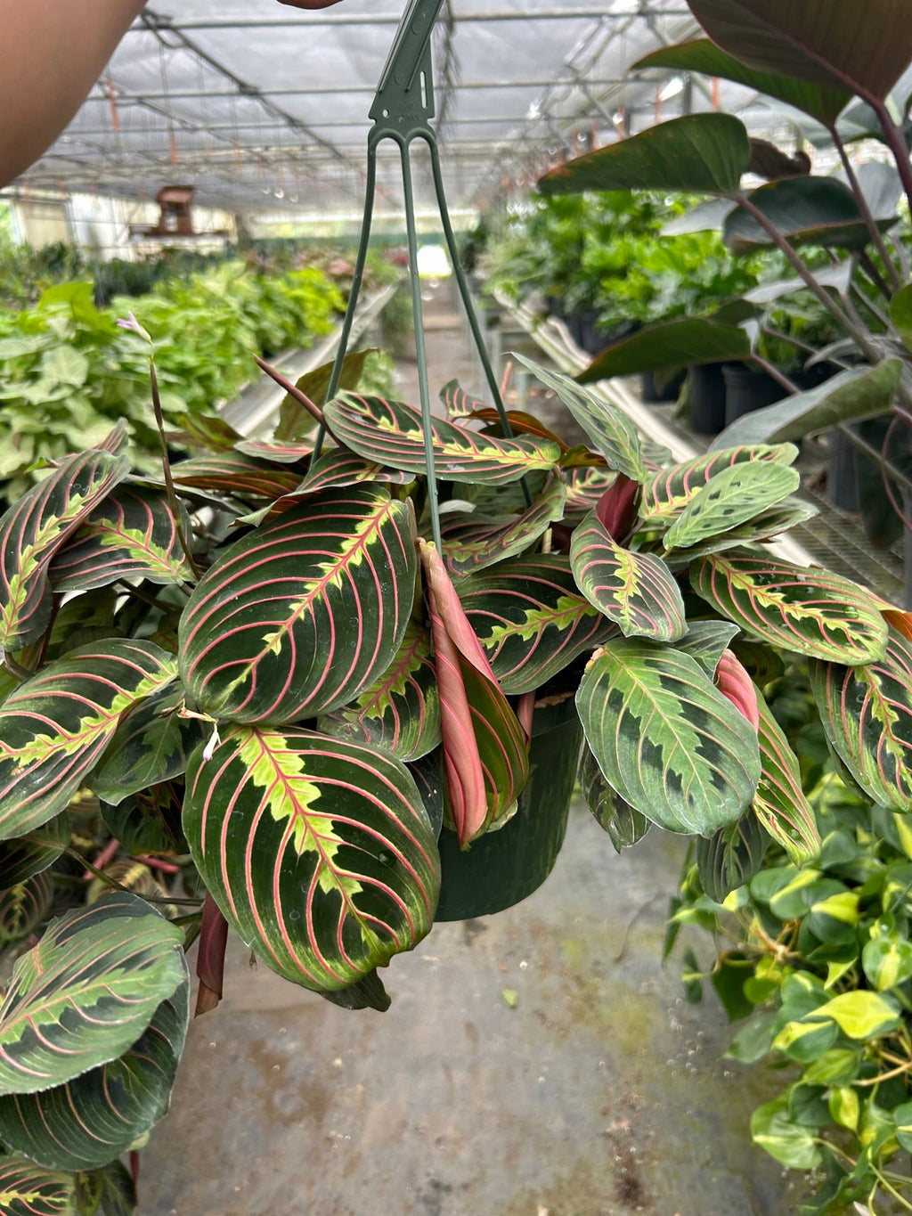 Maranta Red Prayer