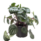 Peperomia Watermelon