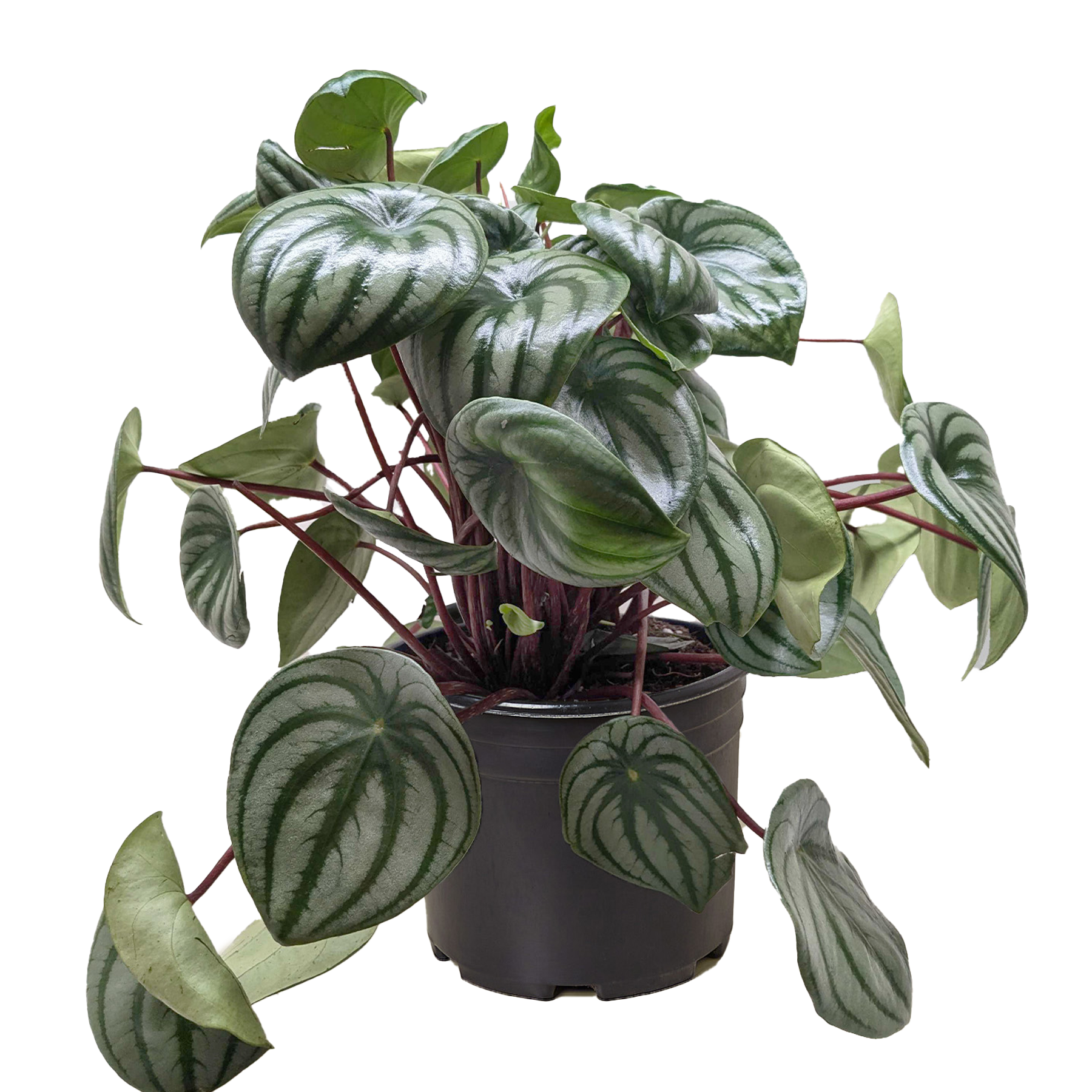 Peperomia Watermelon