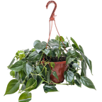 Philodendron Cordatum Heartleaf