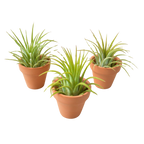 3 Ionantha Air Plants with Mini Terra Cotta Pots