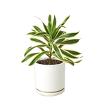 Dracaena 'Song of India'