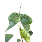 Alocasia macrorrhizos 'Stingray'