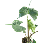 Alocasia macrorrhizos 'Stingray'