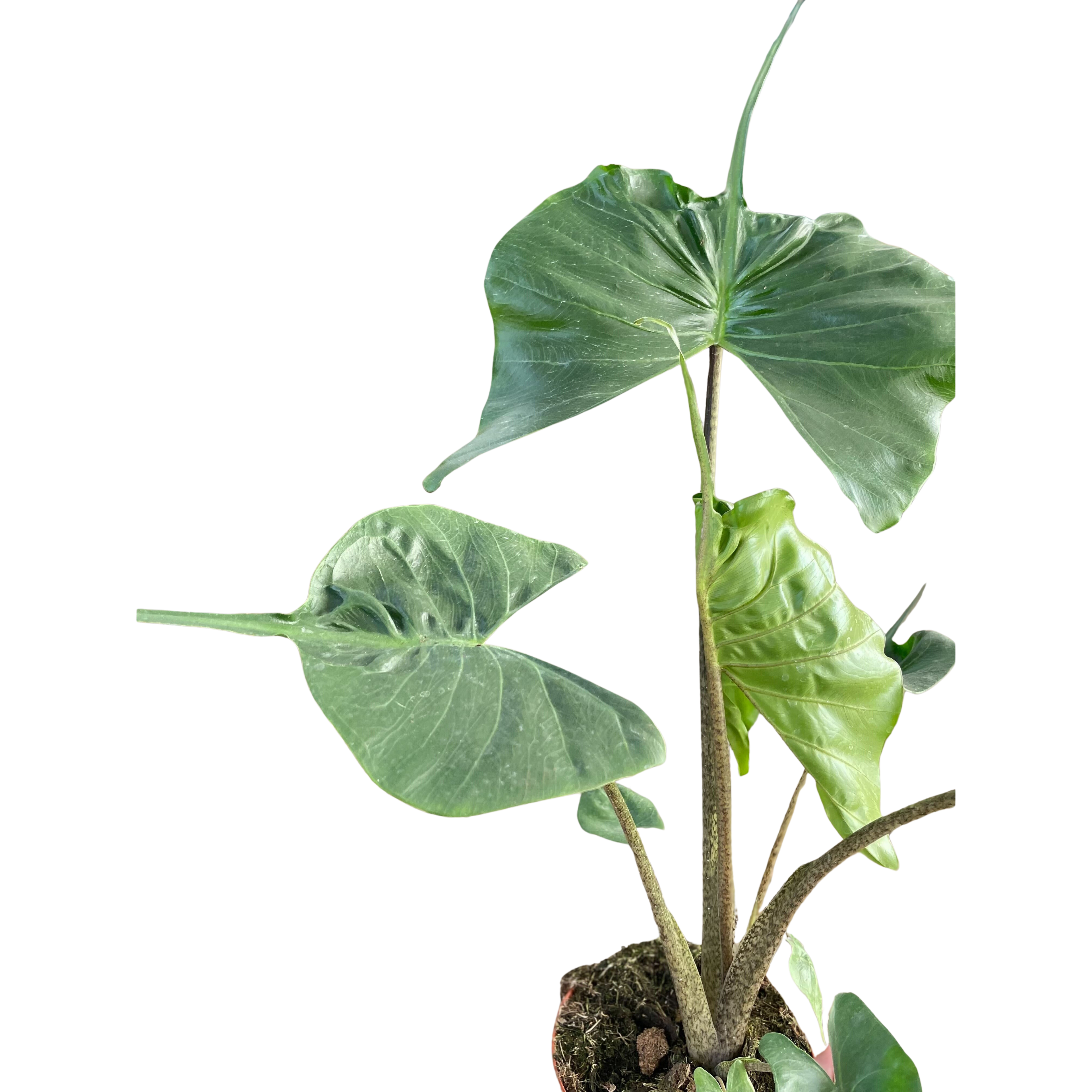 Alocasia macrorrhizos 'Stingray'