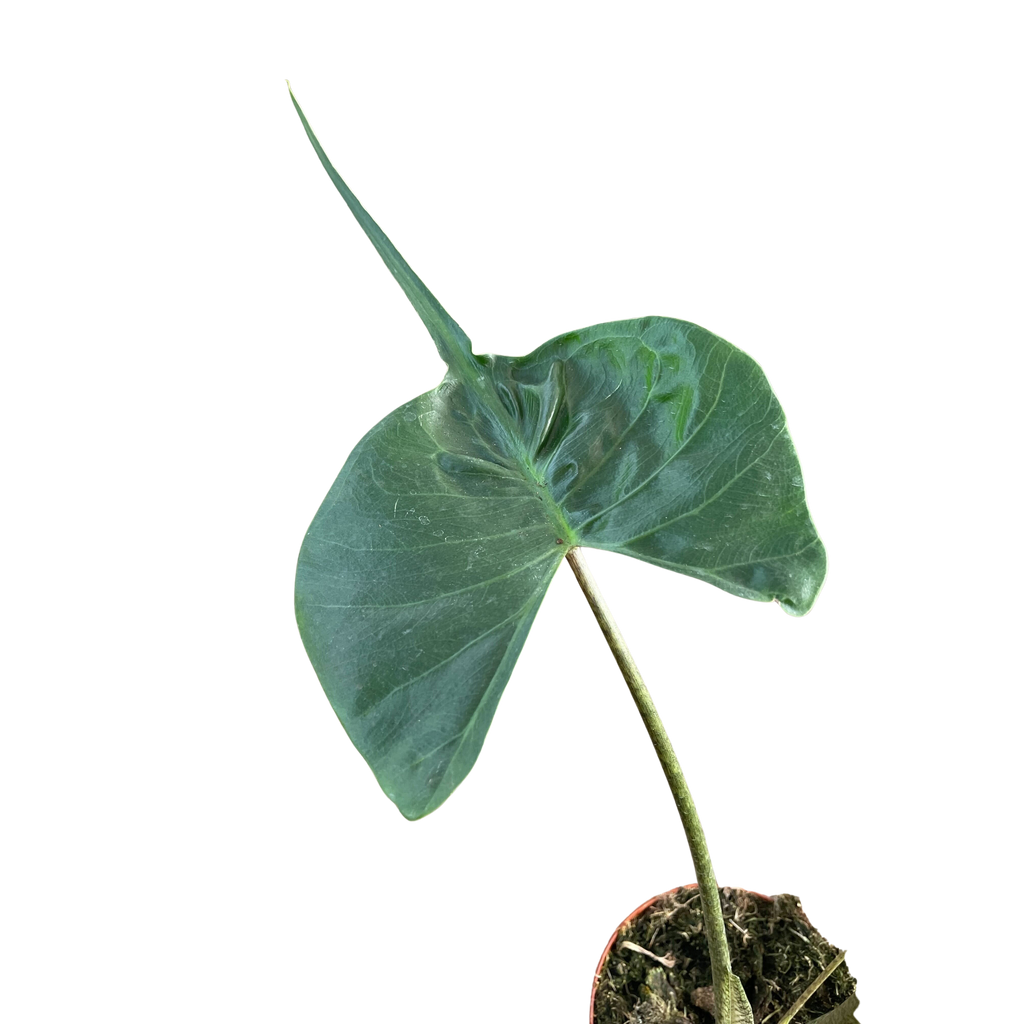 Alocasia macrorrhizos 'Stingray'