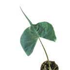 Alocasia macrorrhizos 'Stingray'