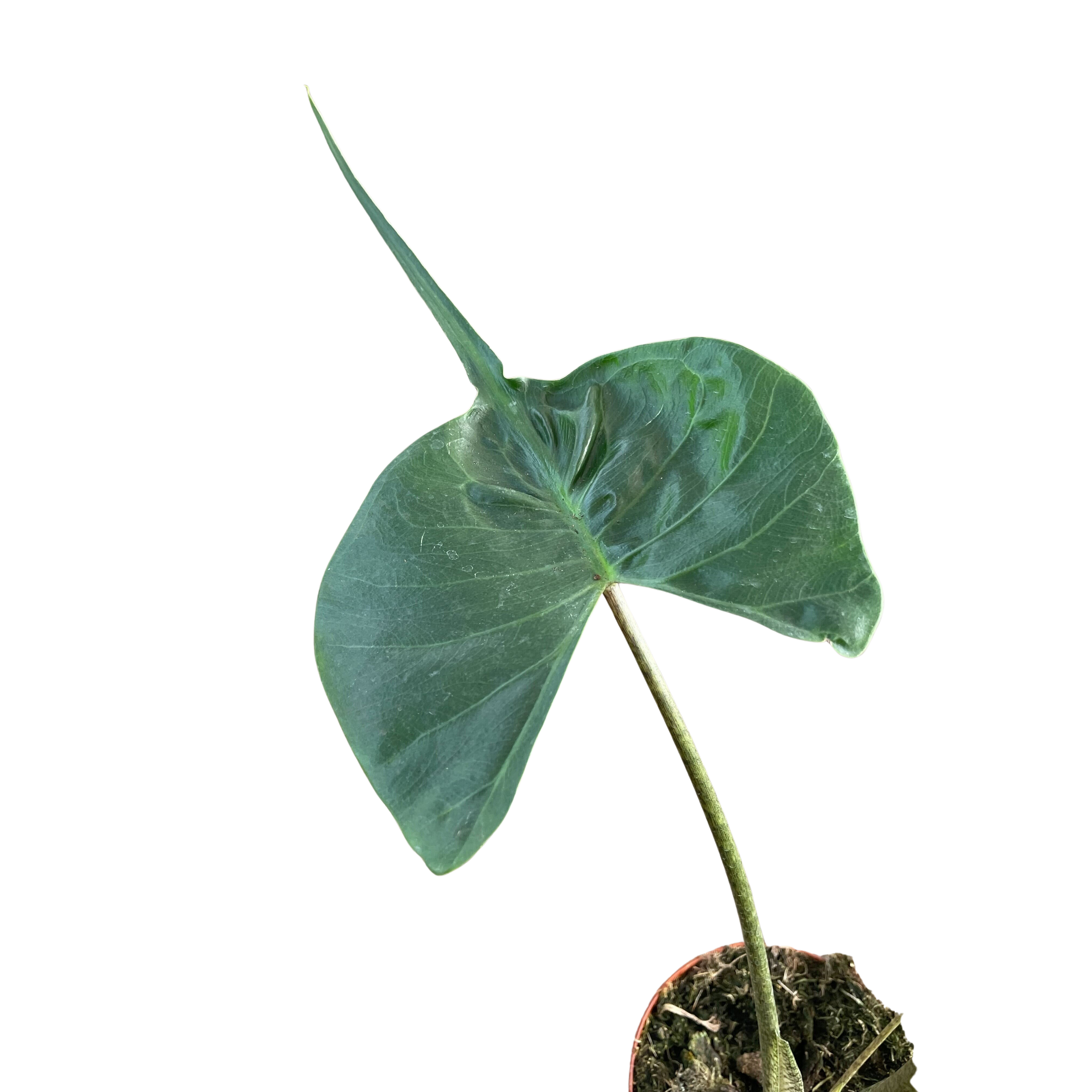 Alocasia macrorrhizos 'Stingray'
