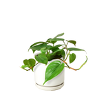 Philodendron Cordatum Heartleaf