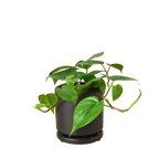 Philodendron Cordatum Heartleaf