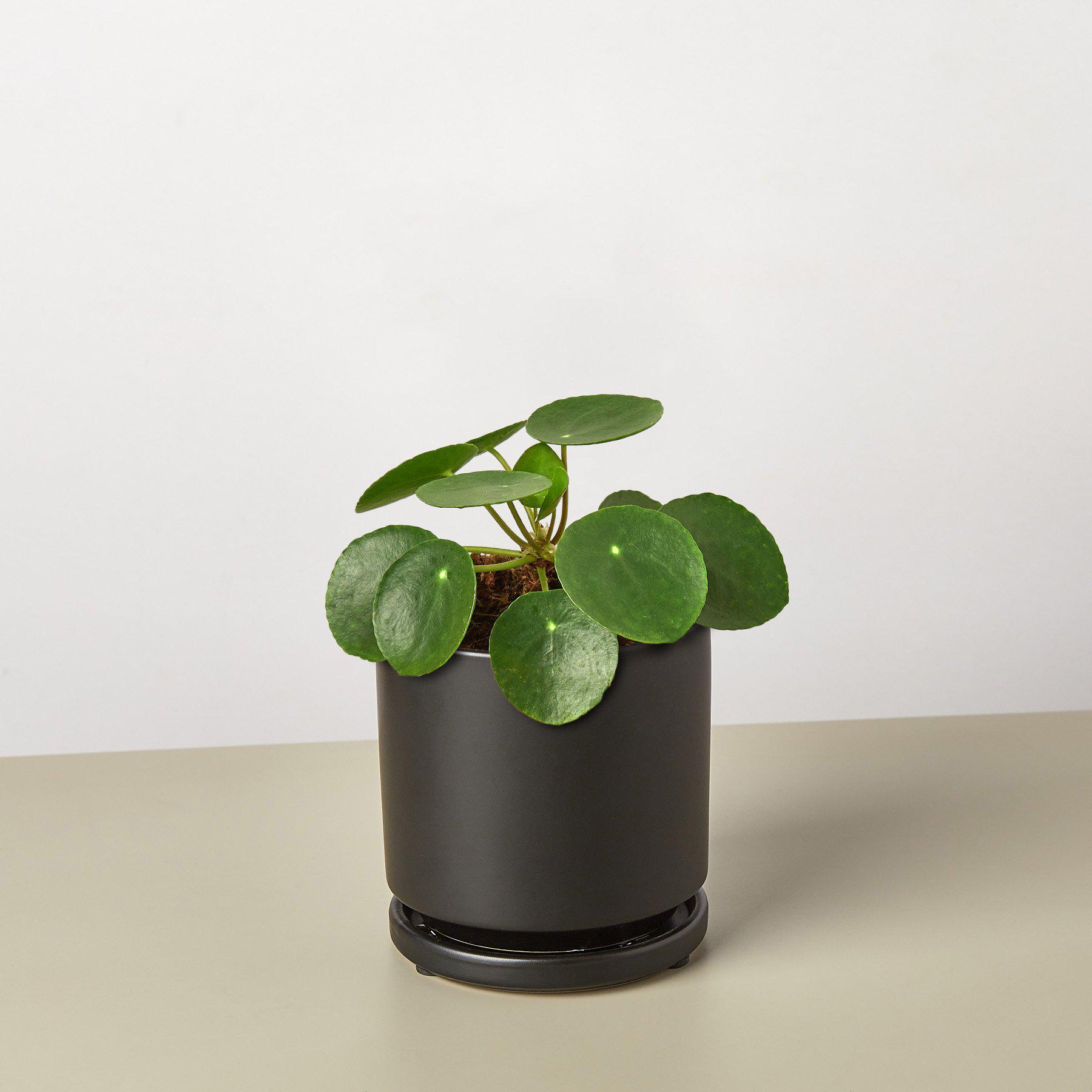 Pilea Peperomioides 'Chinese Money' - House Plant Shop