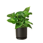 Pothos 'Golden'
