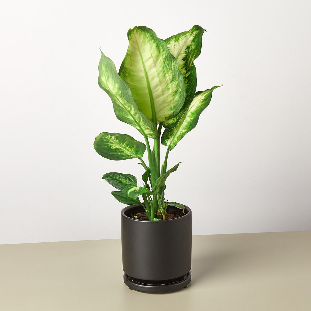 Dieffenbachia Camille 'Dumb Cane' - House Plant Shop