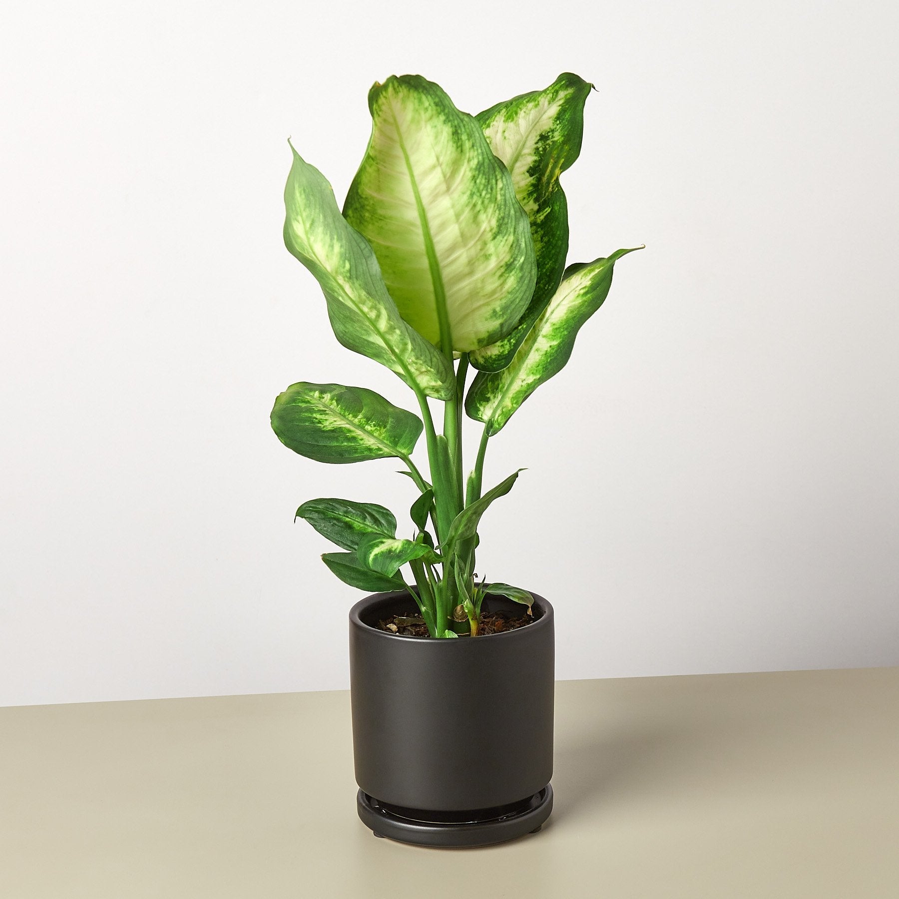 Dieffenbachia Camille 'Dumb Cane' - House Plant Shop