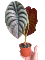Alocasia 'Red Secret'
