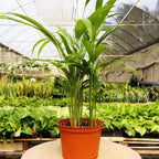 1 Pet Friendly Monthly Subscription Box