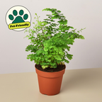 4" potted Fern Maidenhair